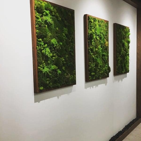 Présentation de 3 cadres végétaux